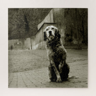 Armer Hund Gewartet