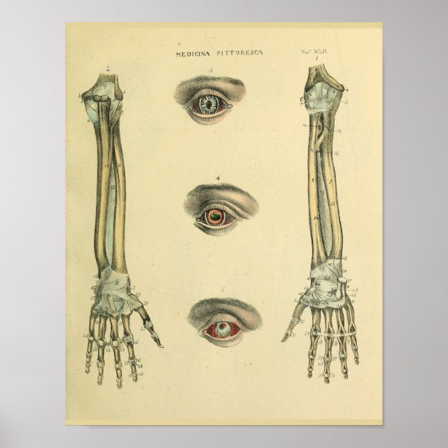 Armhandknochen Augen Anatomische Kunst drucken Poster (Vorne)