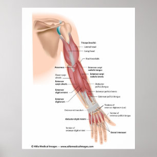 Armmuskeln im hinteren Bereich, gezeichnet. Poster