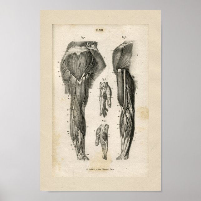 Armmuskeln Vintage Anatomie Druck Poster (Vorne)