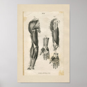 Armmuskeln Vintage Anatomie Druck Poster