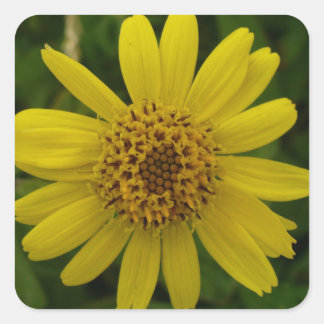 Arnica chamissonis quadratischer aufkleber