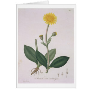 Arnika Montana von "Phytographie Medicale" durch