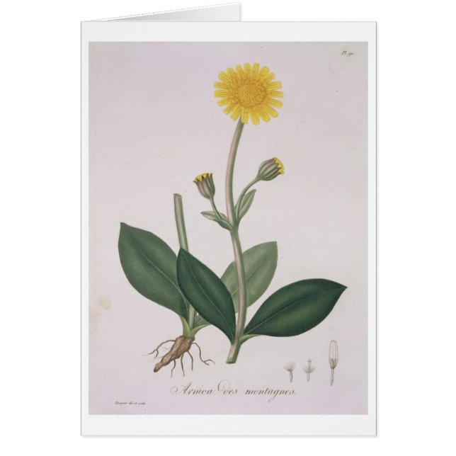 Arnika Montana von "Phytographie Medicale" durch (Vorne)