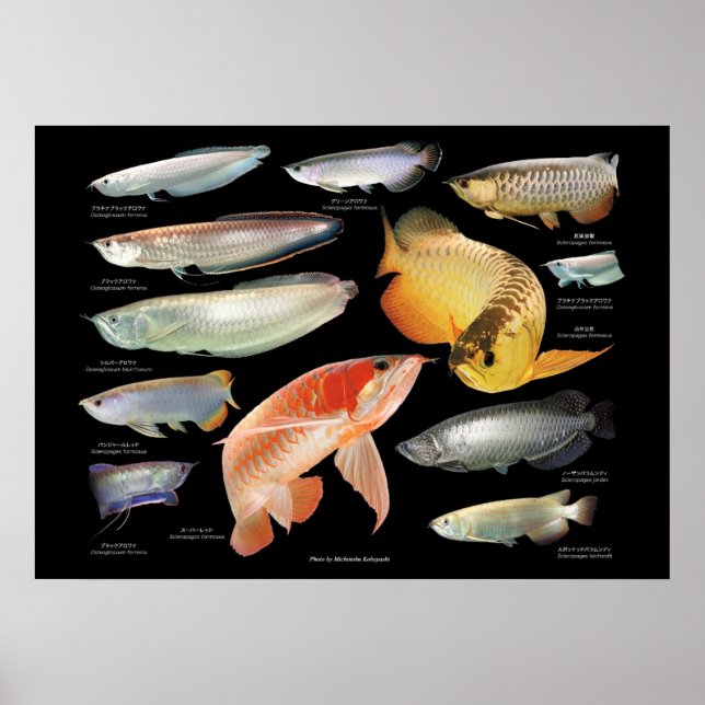 Arowanaた の ポ ス タち poster (Vorne)