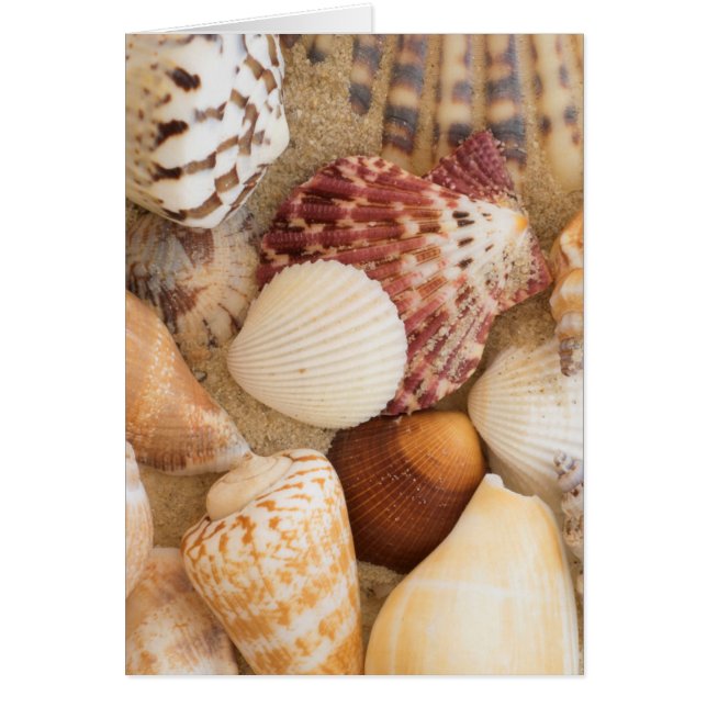 Arrangement de coquillage (Devant)