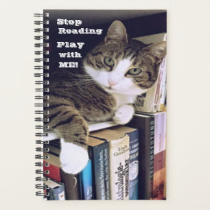 Arrêtez De Lire, Jouez Avec Moi ! Le Chat Demande