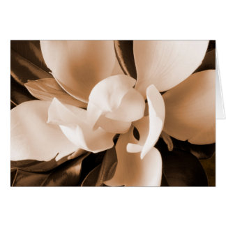 Arrière - plan noir à fleurs blanches de Magnolia