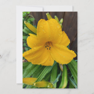 Arrosage sur une carte blanche de fleur de lièvre 