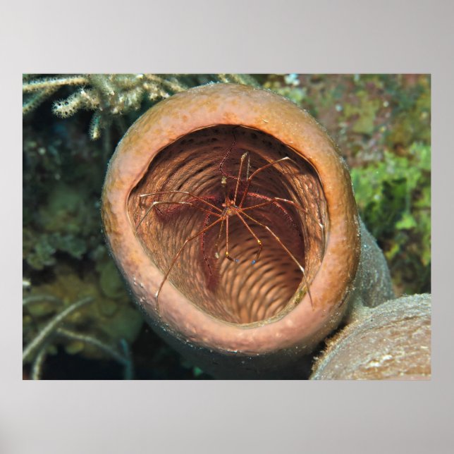 Arrow Crab in einem Fass Poster (Vorne)