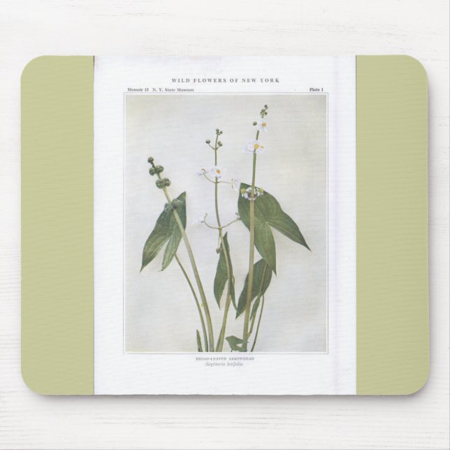 Arrowhead-Leaved - Sagittaria latifolia Mousepad (Vorne)