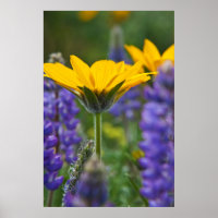 Arrowleaf Balsam Root and Lupine in Spring Bloom