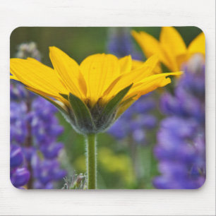 Arrowleaf Balsam Root und Lupine im Frühjahr Bloo Mousepad