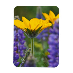 Arrowleaf Balsam Root und Lupine im Frühjahr Bloom Magnet
