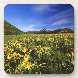 Arrowleaf balsomroot bedeckt mit untersetzer