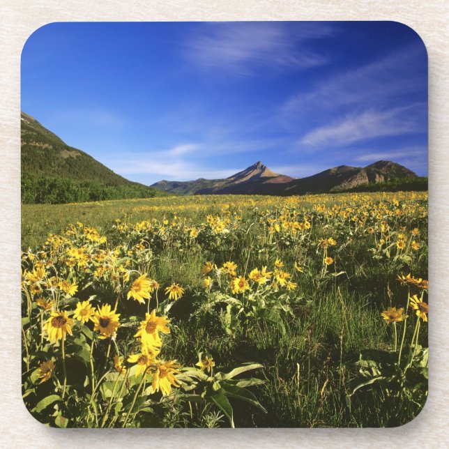 Arrowleaf balsomroot bedeckt mit untersetzer (Vorderseite)