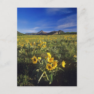 Arrowleaf balsomroot Wildblumen in Waterton 2 Postkarte