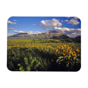 Arrowleaf balsomroot Wildblumen in Waterton Magnet