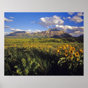 Arrowleaf balsomroot Wildblumen in Waterton Poster