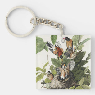 Art ancien nid d'oiseau Merle d'Amérique d'Audubon