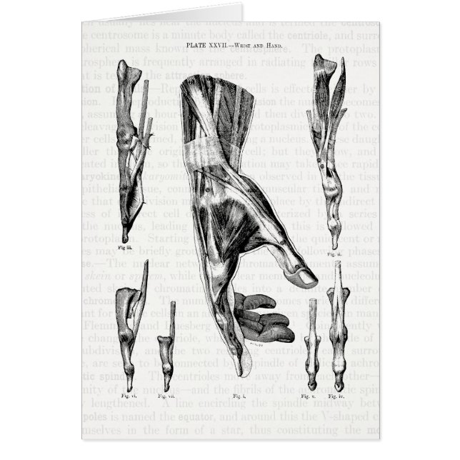 Art d'anatomie les muscles de la main et du (Devant)