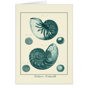 Art de coquillage rouge et vert