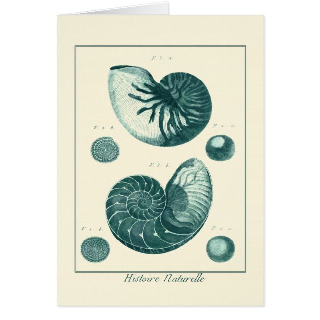 Art de coquillage rouge et vert (Devant)