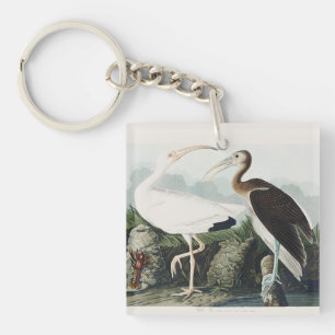 Art de la nature de l'oiseau Ibis blanc d'Audubon