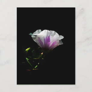 Art Foto - Postkarten