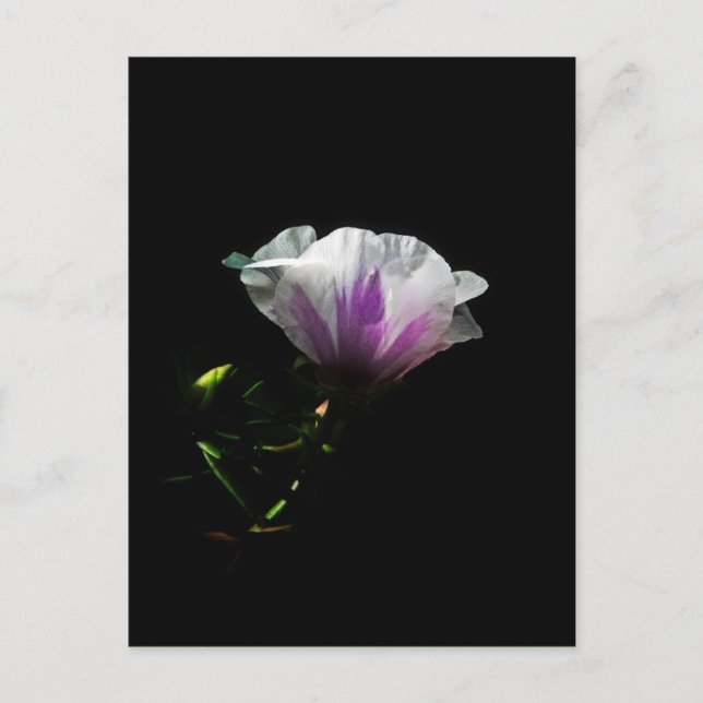 Art Foto - Postkarten (Vorderseite)
