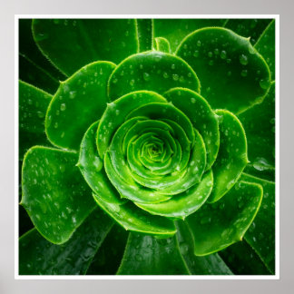 Art mural de succulente verte | Impression botaniq