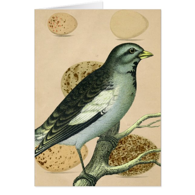Art numérique vintage d'oiseaux (Devant)