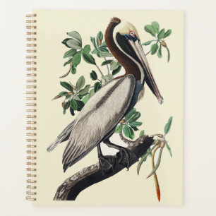 Art Vintage Audubon Pélican Brun Oiseau de la Côte