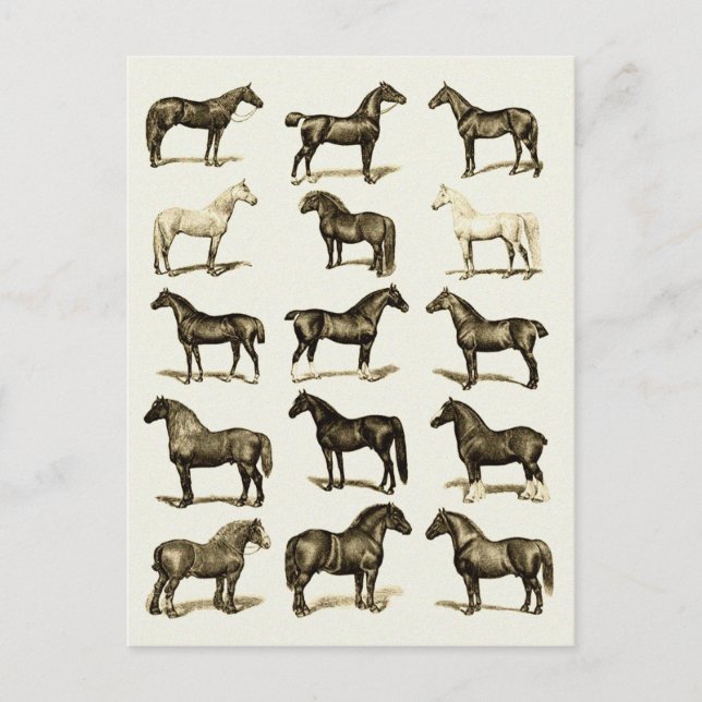 Art vintage Horse Breeds Carte postale imprimée (Devant)