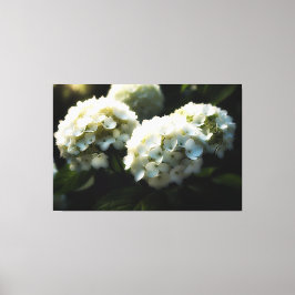 *~* Art White Hydrangea TV2 Stretched Canvas Print Leinwanddruck