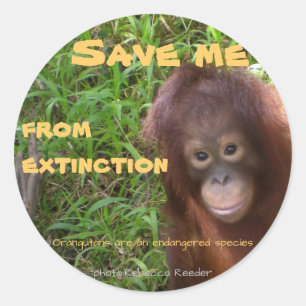 Arten-Orang-Utan wild lebende Tiere Runder Aufkleber
