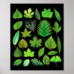 Arten von Baumblättern Biologie Natur Pädagogisch Poster