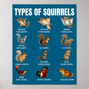 Arten Von Eichhörnchen Identifikationsdiagramm Art Poster