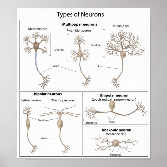 Arten von Neuron-Plakaten Poster (Vorne)