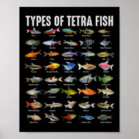Arten von Tetra-Fischen - Tetra Aquarium Fischarte