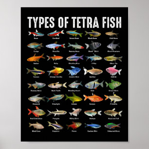 Arten von Tetra-Fischen - Tetra Aquarium Fischarte Poster
