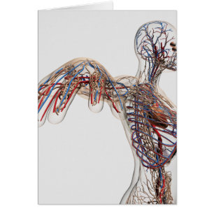 Artères, Veines Et Système Lymphatique 2