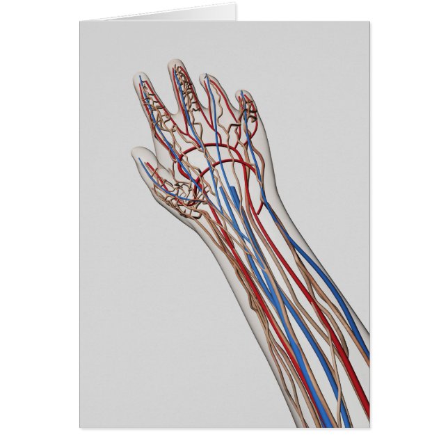 Artères, Veines Et Système Lymphatique 3 (Devant)