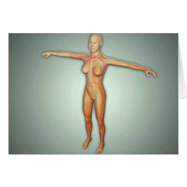 Artères, veines et système nerveux féminin (Devant horizontal)