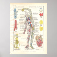 Artères, Veines Lymphatique Anatomie Poster França