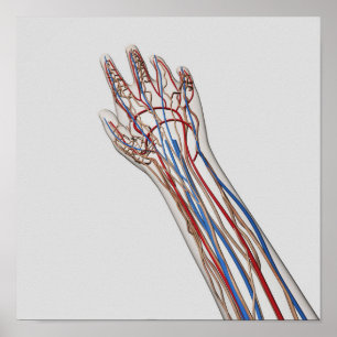 Arterien, Adern und Lymphsystem 3 Poster