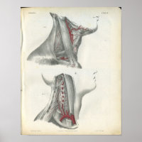 Arterien der Wirbelsäule Neck Anatomie Print