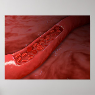 Arterien-Querschnitt mit Blutkörperchen-Fluss Poster