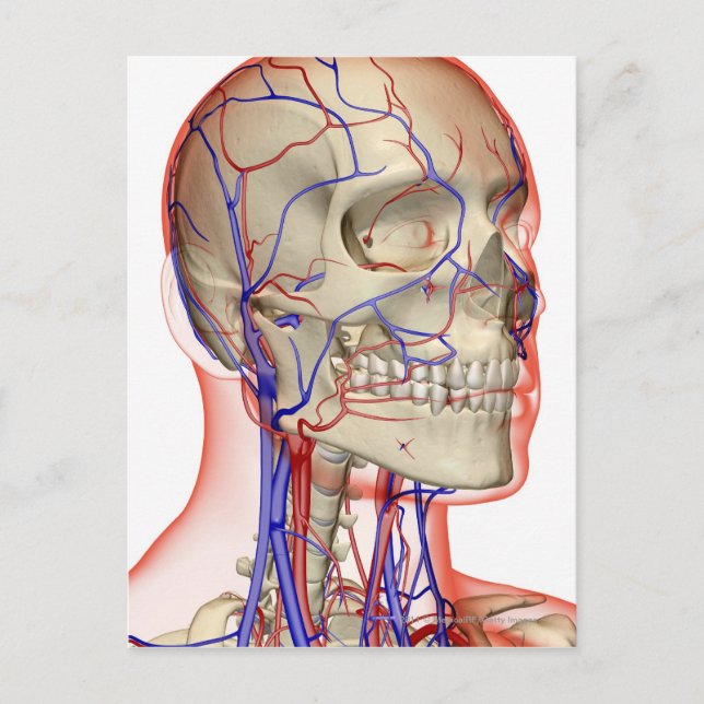 Arterien und Venen im Kopf und Hals Postkarte (Vorderseite)