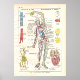 Arterien, Venen Lymphatik Anatomie Poster Französi